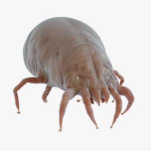 Dust Mite