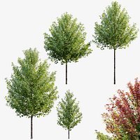 Acer rubrum