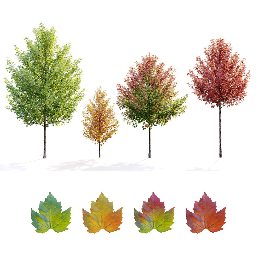 Acer Rubrum 3D - TurboSquid 2043009