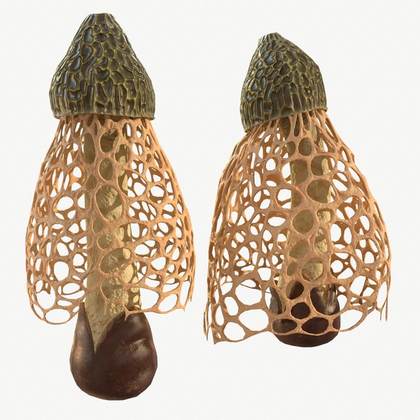 Mushroom Fungus Nature 3d Model Turbosquid Mushroom Fungus Nature 3d Model Turbosquid
