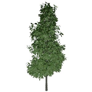 3D Sourwood Tree - 05 -