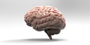 3D model brain
