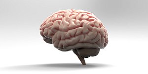 Brain 3D model