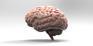 Brain 3D model