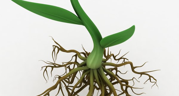 Plant roots model - TurboSquid 1361626