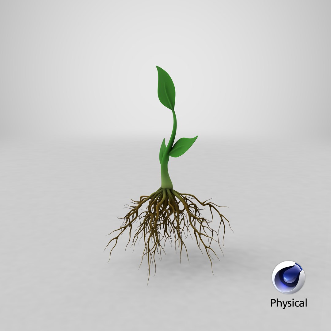 Plant Roots Model - TurboSquid 1361626