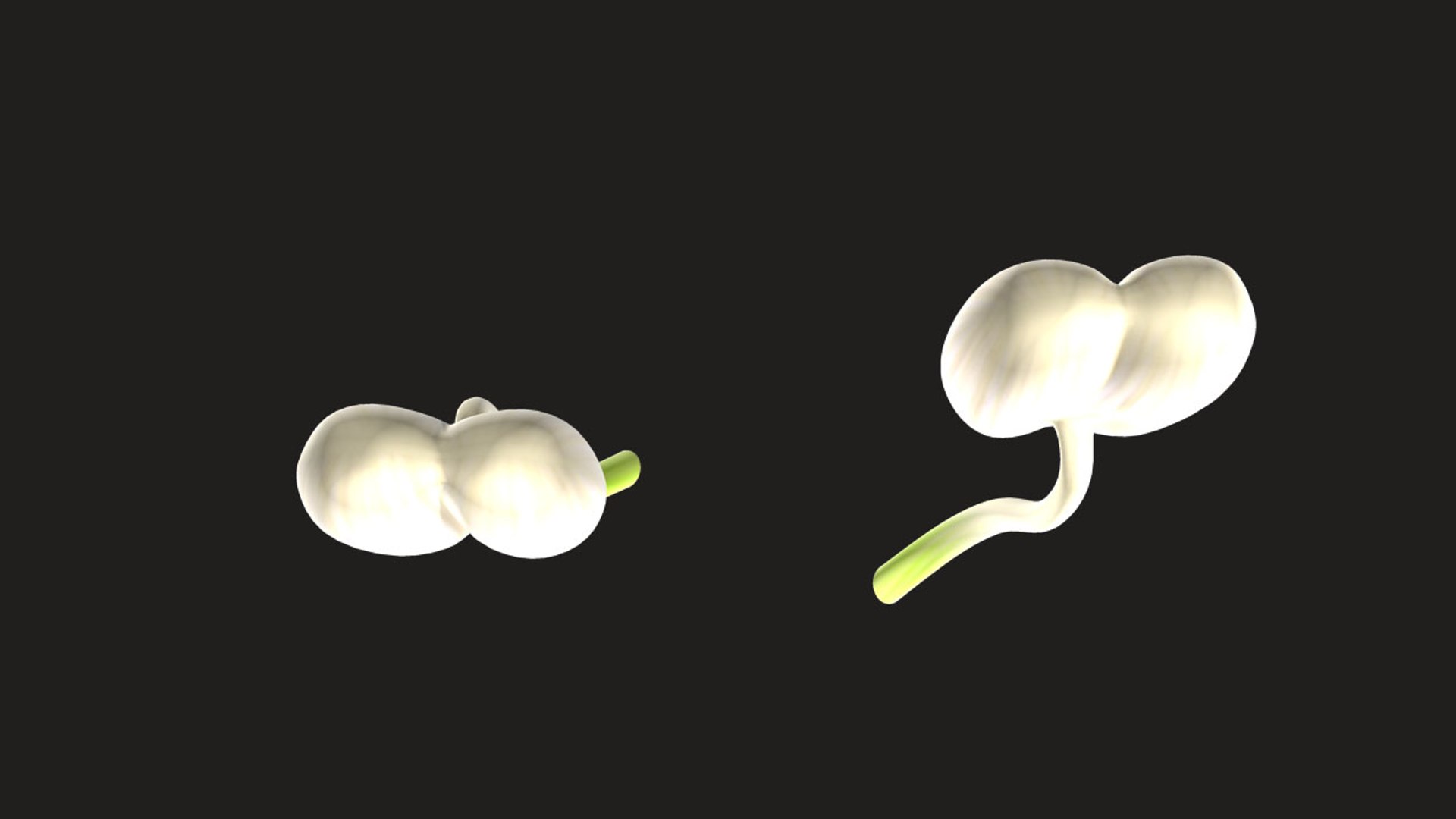 Stamen Flower Obj