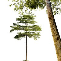 Terminalia mantaly - Madagascar almond tree 05