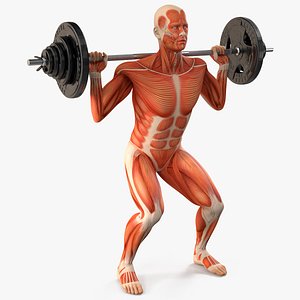 Anatomy Male Muscular System Squats Animated Rigged for Cinema 4D 3D model