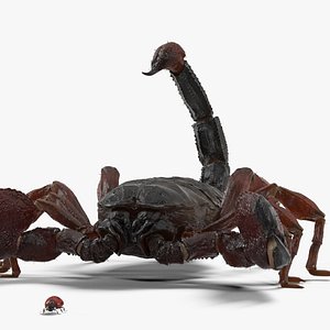 Hunting Scorpion Fur Animated Rigged 3D model