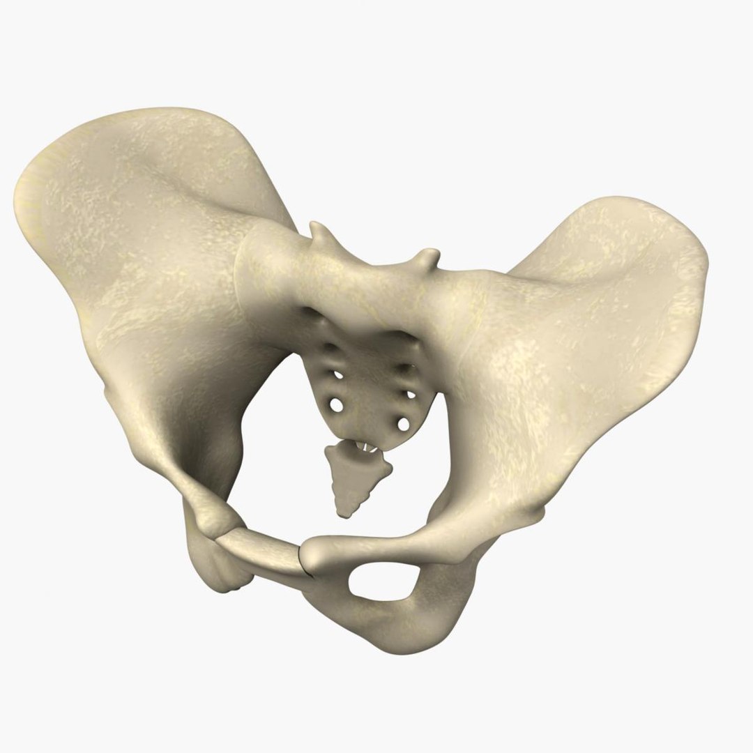 3ds Max Human Pelvis