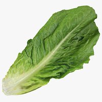 Romaine Lettuce Leaf 01