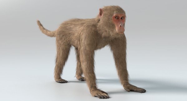 Macaco colorido dos desenhos animados RIGGED Modelo 3D $11 - .stl .obj .max  .fbx .3ds - Free3D