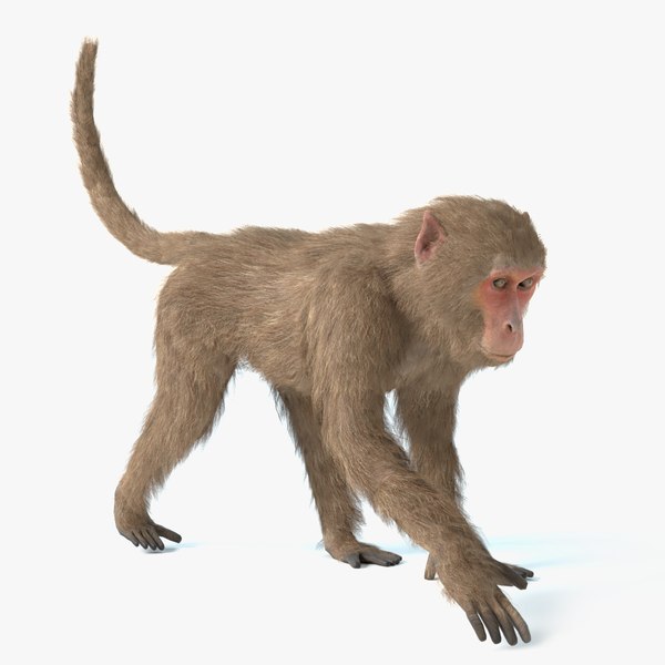 Macaco desenho animado Modelo 3D $100 - .ma .obj - Free3D