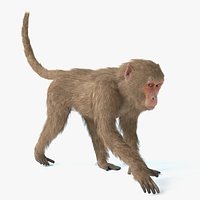 Monkey Animated