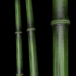 3d model bamboo