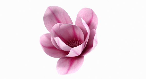 modelo 3d Flor de magnolia - TurboSquid 1410140