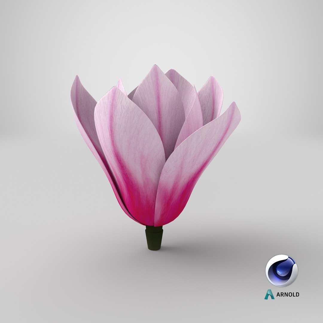 magnolia flower plant 3D model https://p.turbosquid.com/ts-thumb/Fe/HuJSW3/QJ8Z9T0l/stemcell_cinema_4d_arnold_render/png/1581340945/1920x1080/fit_q87/e4d5641e7bff0c36e81287471002f8481292e079/stemcell_cinema_4d_arnold_render.jpg