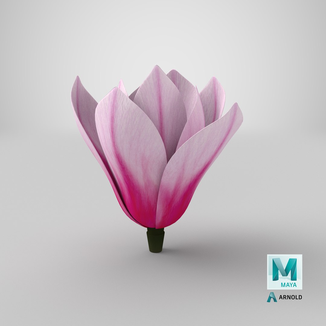 magnolia flower plant 3D model https://p.turbosquid.com/ts-thumb/Fe/HuJSW3/Y9KI6Rps/stemcell_maya_arnold_render/png/1581340965/1920x1080/fit_q87/82e64377d9fb9126bc763fde6e0a7b3f1b1f6555/stemcell_maya_arnold_render.jpg