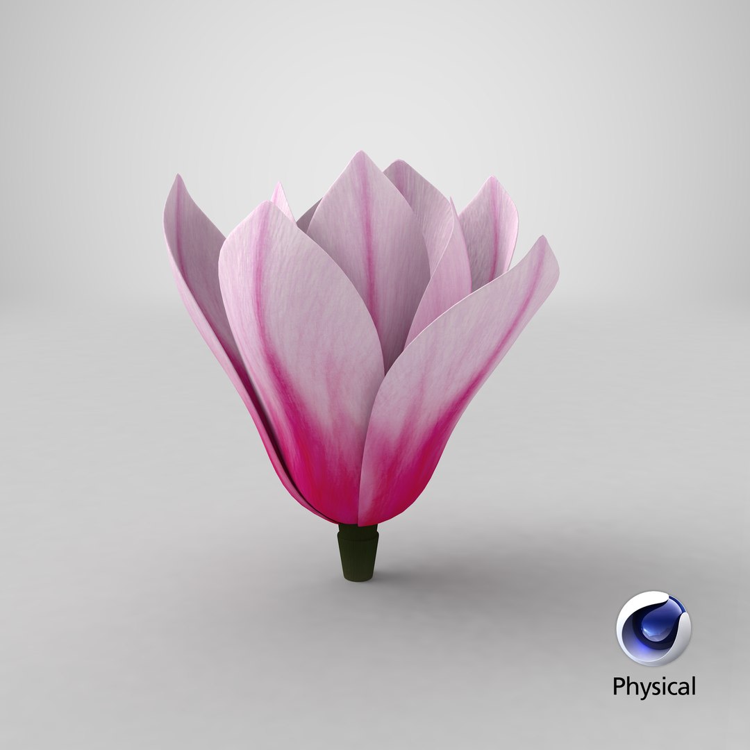 magnolia flower plant 3D model https://p.turbosquid.com/ts-thumb/Fe/HuJSW3/ZG1Gs4rb/stemcell_cinema_4d_physical_render/png/1581340941/1920x1080/fit_q87/e345b64a2b4105eb8aa0f612a2de7bdea9eb5afc/stemcell_cinema_4d_physical_render.jpg