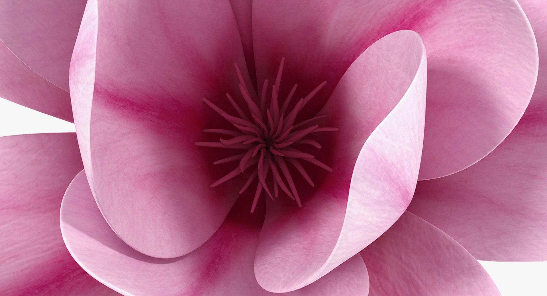 magnolia flower plant 3D model https://p.turbosquid.com/ts-thumb/Fe/HuJSW3/cAxMDDaf/magnoliaflowermb3dmodel011/jpg/1558775087/1920x1080/fit_q87/c3334d10fc5e5c784e20f9df3d1275927f5d1261/magnoliaflowermb3dmodel011.jpg