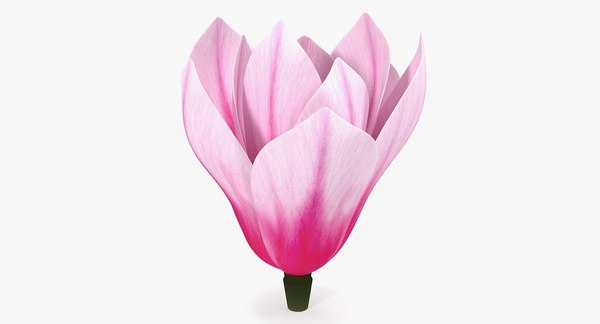 modelo 3d Flor de magnolia - TurboSquid 1410140