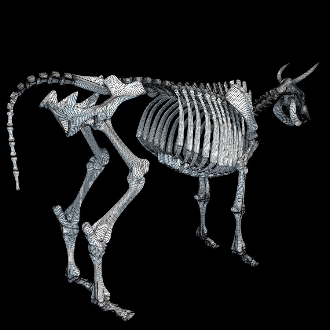 cow skeleton 3d max