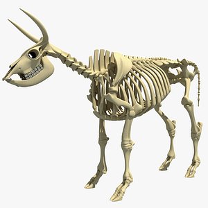 cow skeleton 3d max