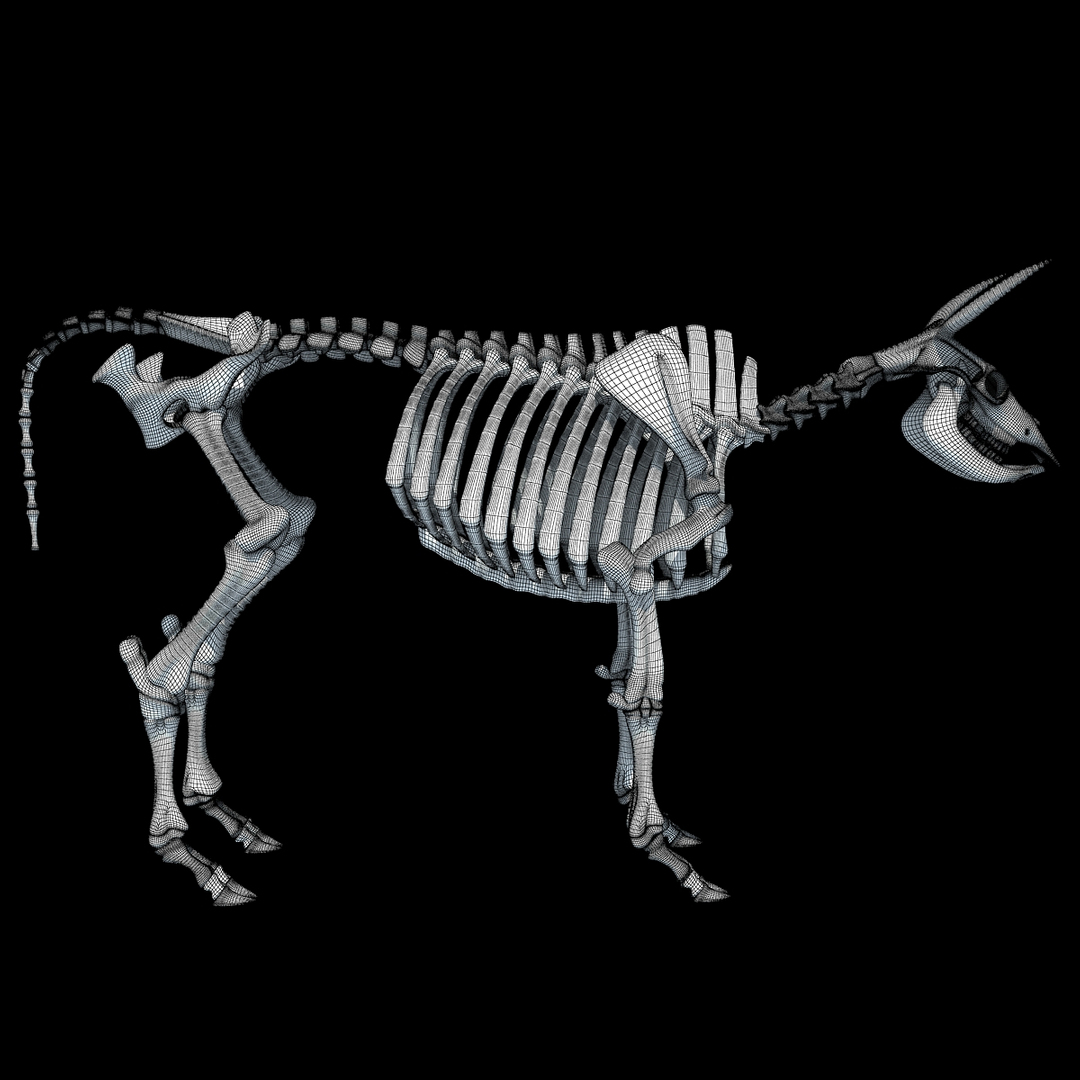 cow skeleton 3d max