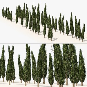 3D model Italian cypress trees row
