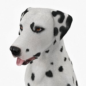 Dalmatian Dog Fur Animated Rigged