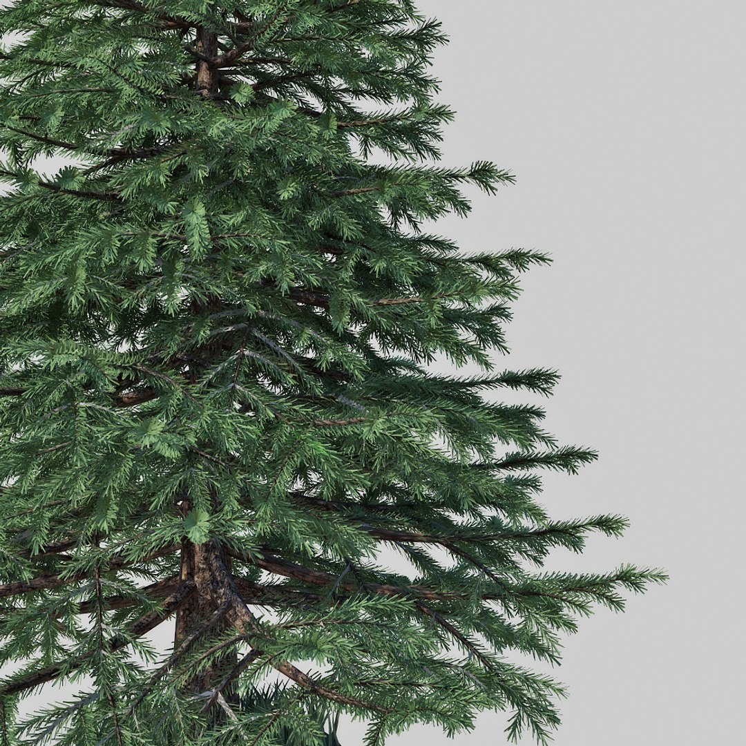Spruce Tree 3d Obj