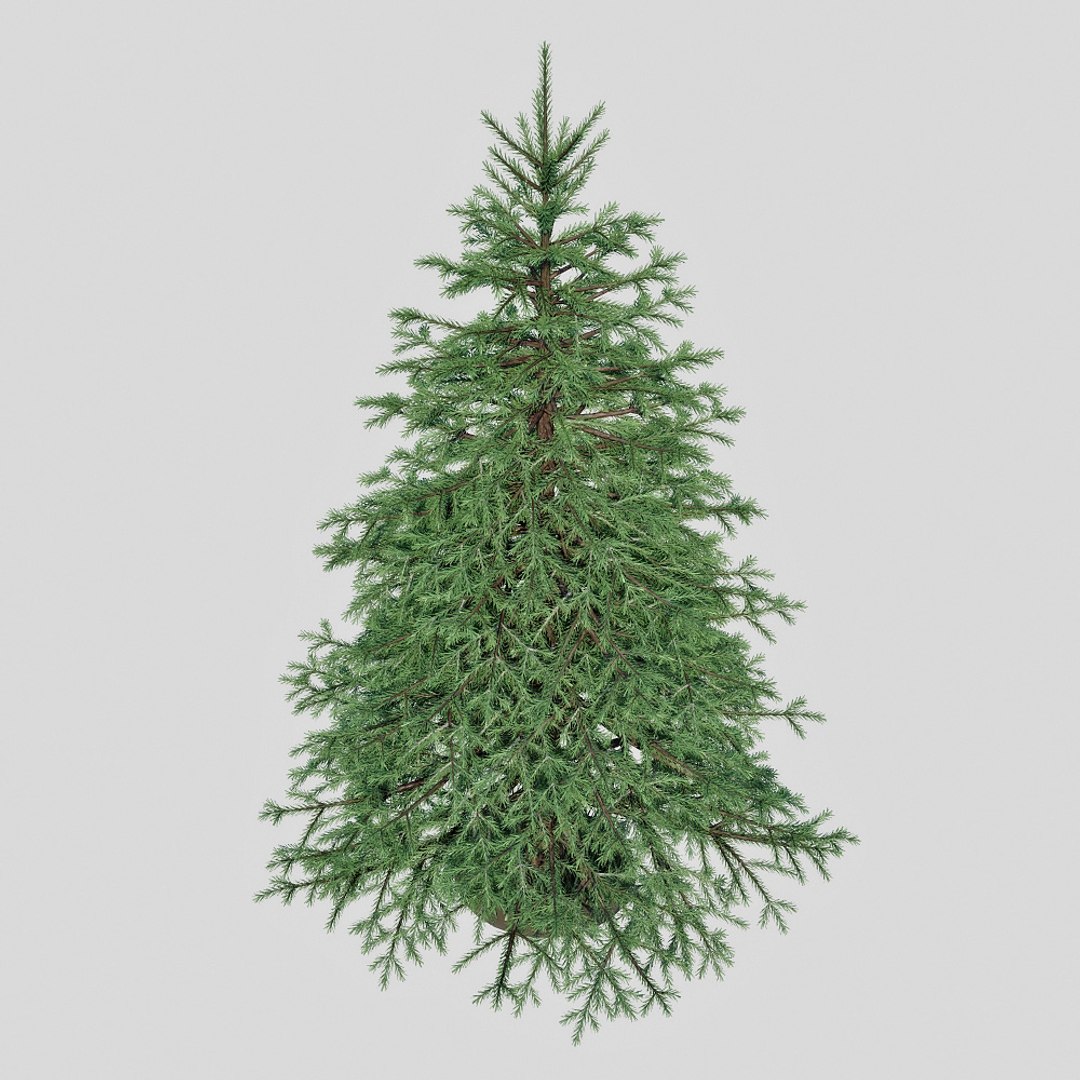 Spruce Tree 3d Obj