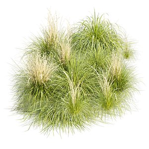 Maiden Grass 3D Plant Models 527 3D