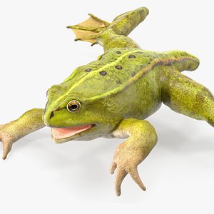 Froglet Rigged for Maya 3D model