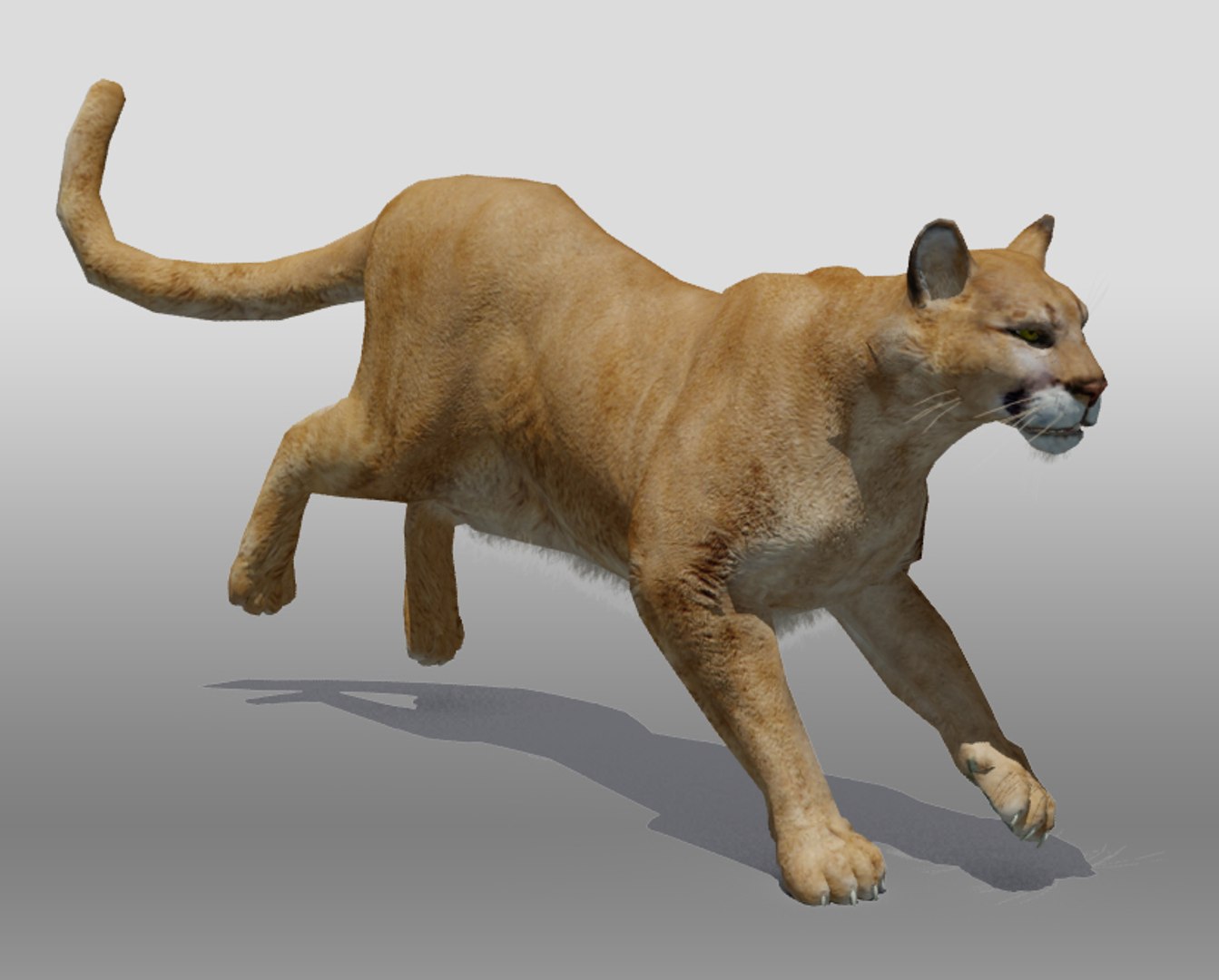 Mountain Lion Obj