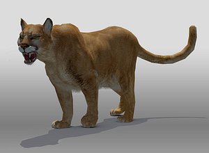 Mountain Lion(1)