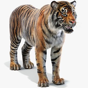 Tiger Amur Animated 3D Model $119 - .max .3ds .dae .obj .fbx - Free3D