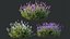 AV 春の茂み Lavandula Pedunculata Atlantica Stoechas Subpedunculata と Fruticosa Coastal Rosem