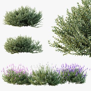AV spring bushes Lavandula Pedunculata Atlantica Stoechas Subpedunculata and Fruticosa Coastal Rosem