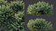 AV 春の茂み Lavandula Pedunculata Atlantica Stoechas Subpedunculata と Fruticosa Coastal Rosem