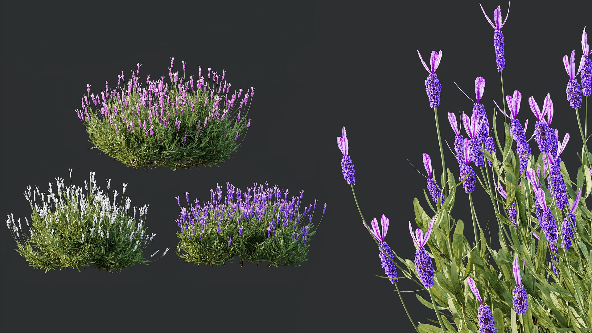 3D model AV spring bushes Lavandula Pedunculata Atlantica Stoechas Subpedunculata and Fruticosa Coastal Rosem https://p.turbosquid.com/ts-thumb/Fe/y17nmC/ds/06/png/1752652933/1920x1080/fit_q87/103d0a8080a7b52dd2108cc95c48efe580360422/06.jpg
