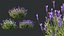 AV 春の茂み Lavandula Pedunculata Atlantica Stoechas Subpedunculata と Fruticosa Coastal Rosem