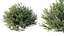 AV 春の茂み Lavandula Pedunculata Atlantica Stoechas Subpedunculata と Fruticosa Coastal Rosem