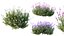AV 春の茂み Lavandula Pedunculata Atlantica Stoechas Subpedunculata と Fruticosa Coastal Rosem