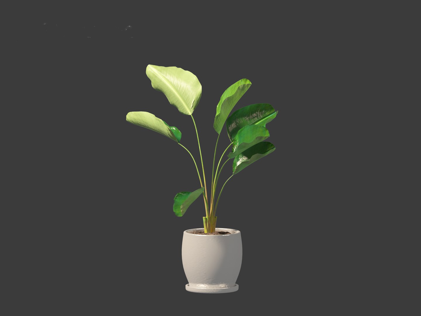 Strelitzia nicolai - Natal wild banana Tree 3D https://p.turbosquid.com/ts-thumb/Ff/JgxbpW/1e/strelitzianicolai018/jpg/1697212768/1920x1080/fit_q87/529814a601d0052d76d6f3a975aa3316b32262c9/strelitzianicolai018.jpg