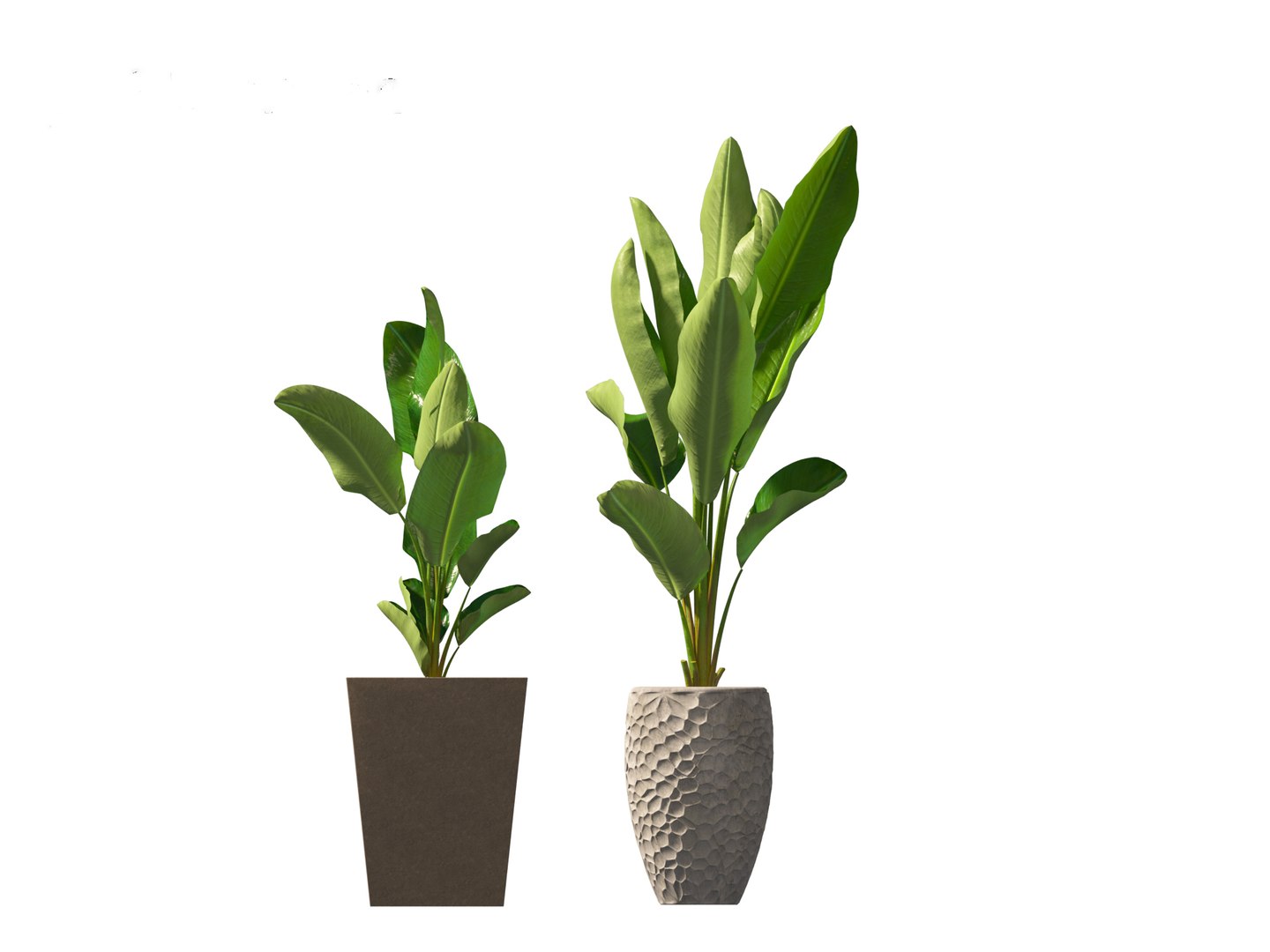 Strelitzia nicolai - Natal wild banana Tree 3D https://p.turbosquid.com/ts-thumb/Ff/JgxbpW/4y/strelitzianicolai0117/jpg/1697212775/1920x1080/fit_q87/e3ec09fcc6fd4bd951d4d130934cf118aa748adb/strelitzianicolai0117.jpg