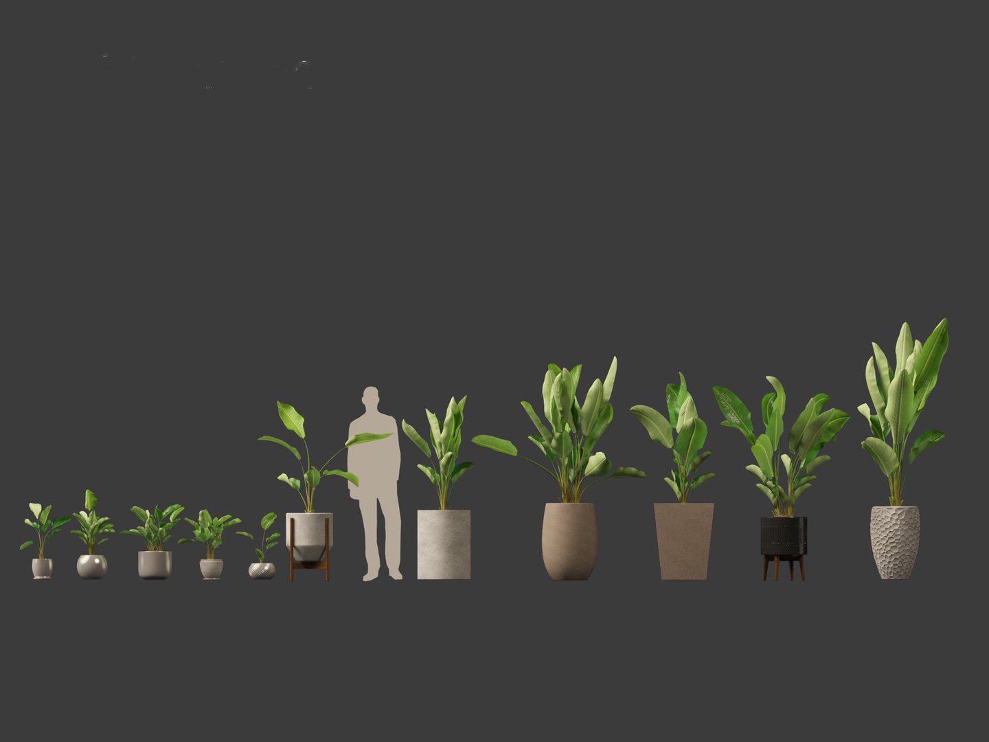 Strelitzia nicolai - Natal wild banana Tree 3D https://p.turbosquid.com/ts-thumb/Ff/JgxbpW/6U/strelitzianicolai012/jpg/1697212760/1920x1080/fit_q87/fb300ae9b7a67b5793fc2890c5158a12c9e99cd2/strelitzianicolai012.jpg