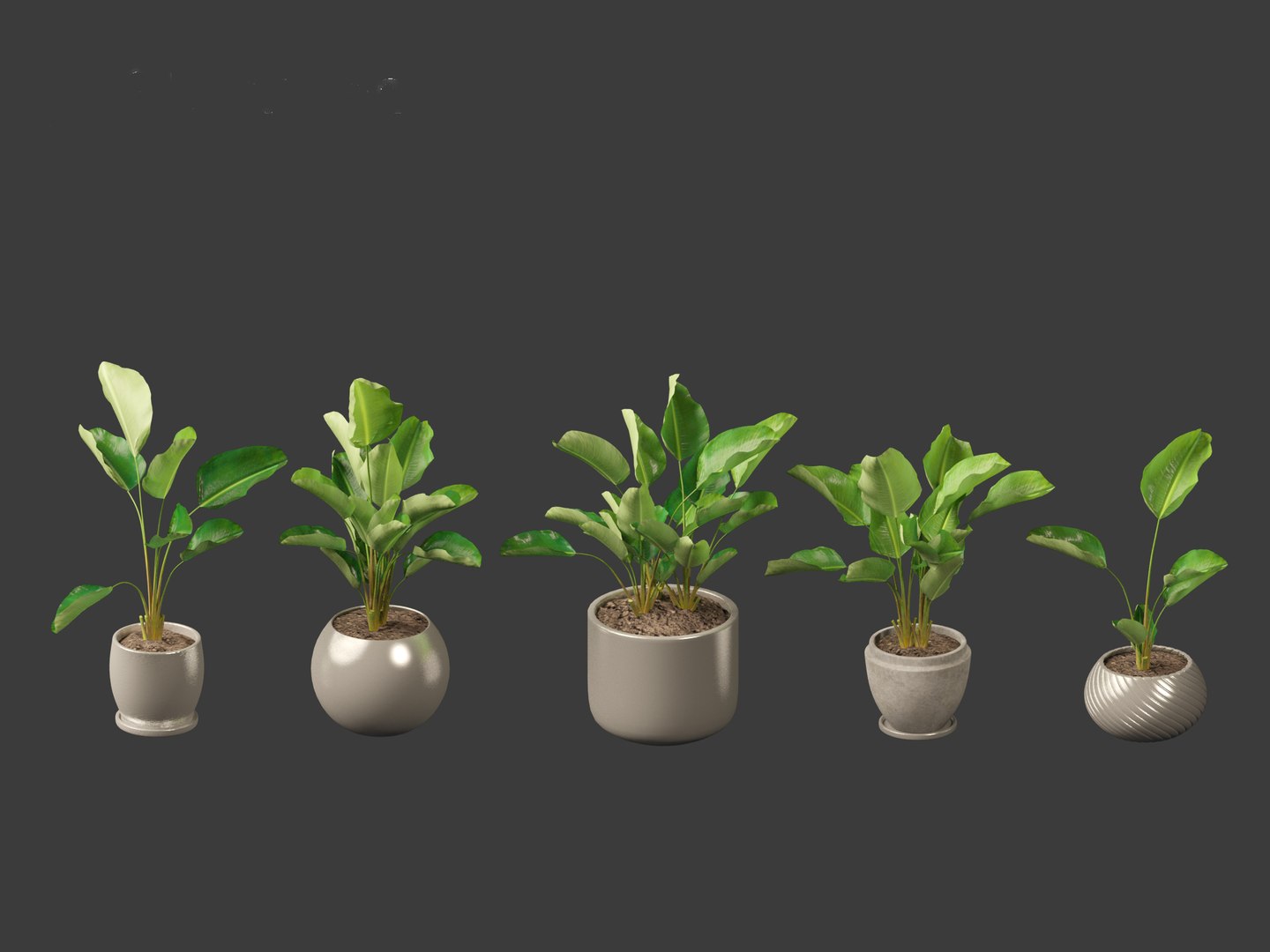 Strelitzia nicolai - Natal wild banana Tree 3D https://p.turbosquid.com/ts-thumb/Ff/JgxbpW/Ch/strelitzianicolai014/jpg/1697212763/1920x1080/fit_q87/1f2104575eaae2e8f7fc00207a4233e50fda8ab6/strelitzianicolai014.jpg