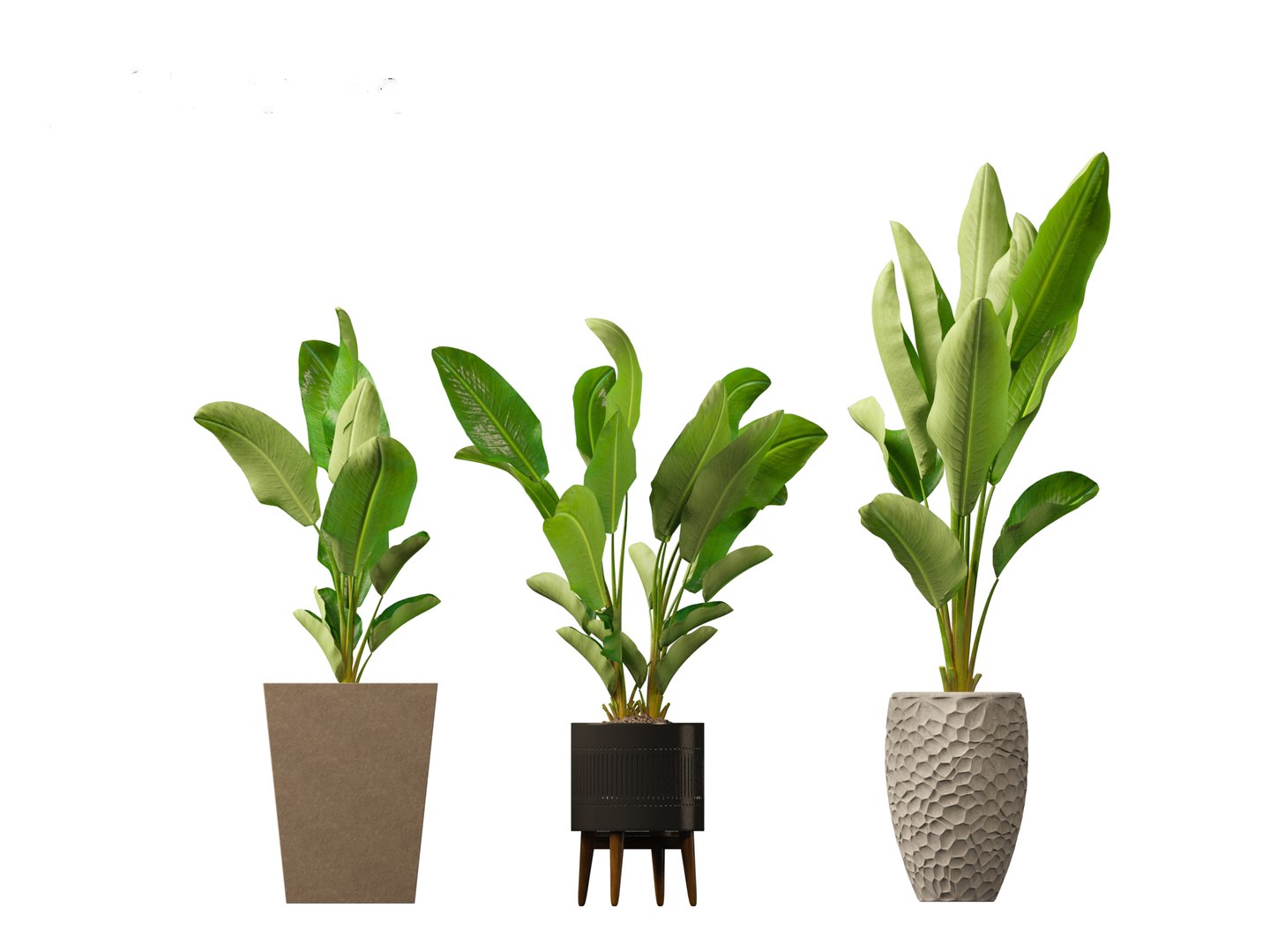 Strelitzia nicolai - Natal wild banana Tree 3D https://p.turbosquid.com/ts-thumb/Ff/JgxbpW/Lp/strelitzianicolai0110/jpg/1697212770/1920x1080/fit_q87/e71dc3c176392eb2fcedc7c50d9470be4a850c9d/strelitzianicolai0110.jpg